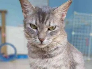 Gato raça Srd idade 1 ano nome Kely