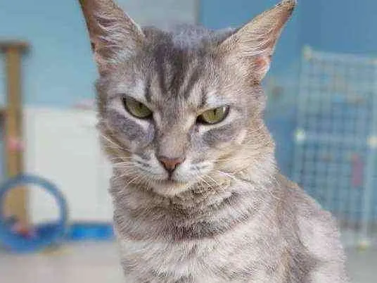 Gato ra a Srd idade 1 ano nome Kely