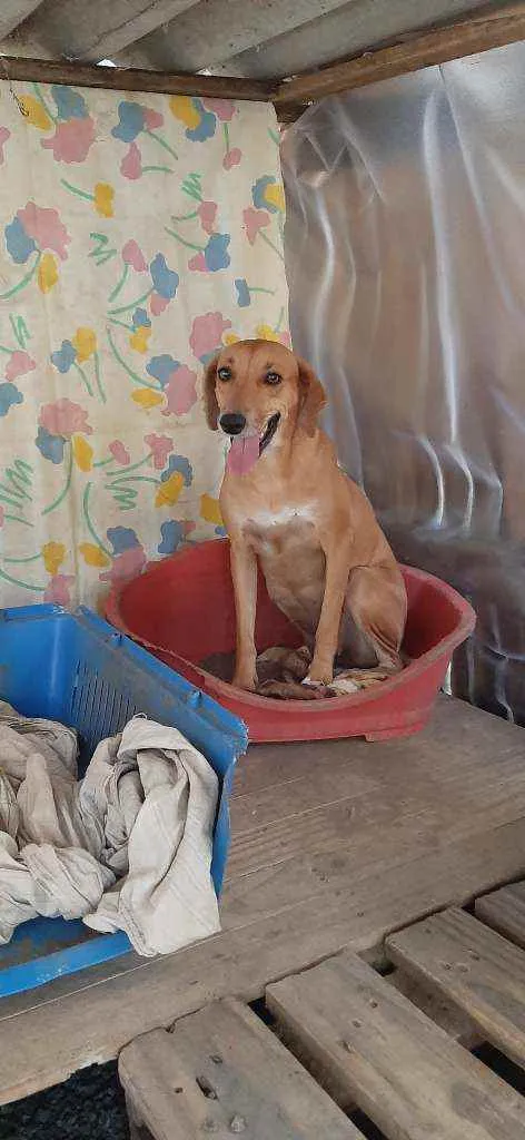 Cachorro raça SRD idade 2 anos nome Mariola 