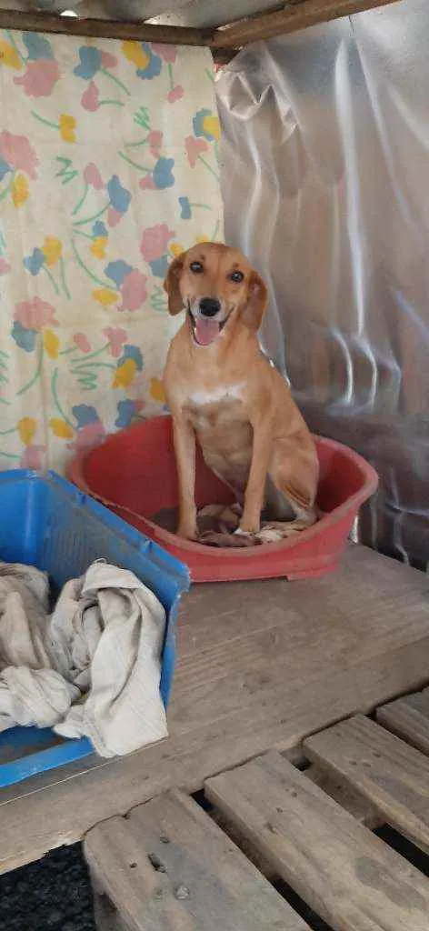 Cachorro raça SRD idade 2 anos nome Mariola 