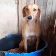 Mariola 