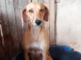 Mariola 