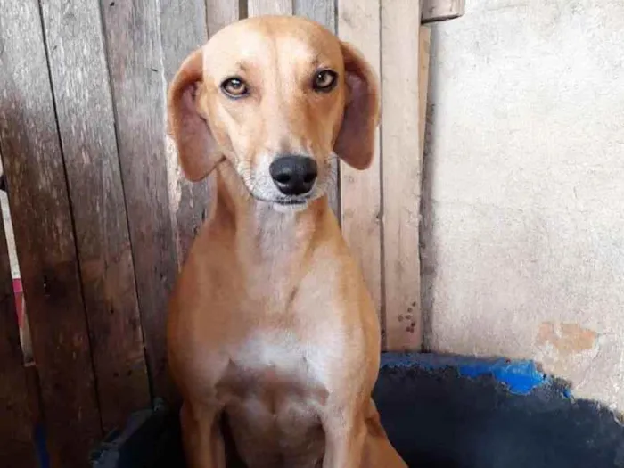 Cachorro raça SRD idade 2 anos nome Mariola 