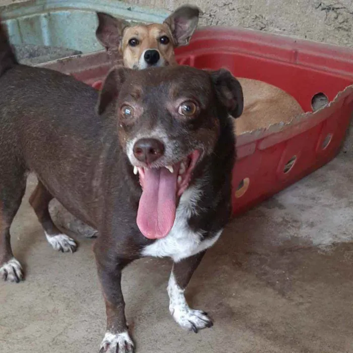 Cachorro raça Srd idade 4 anos nome Dudu