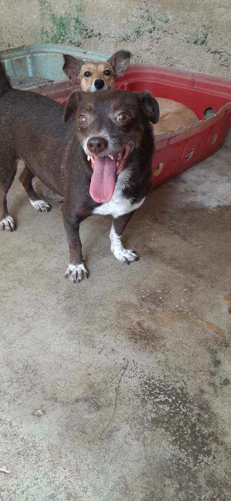 Cachorro raça Srd idade 4 anos nome Dudu
