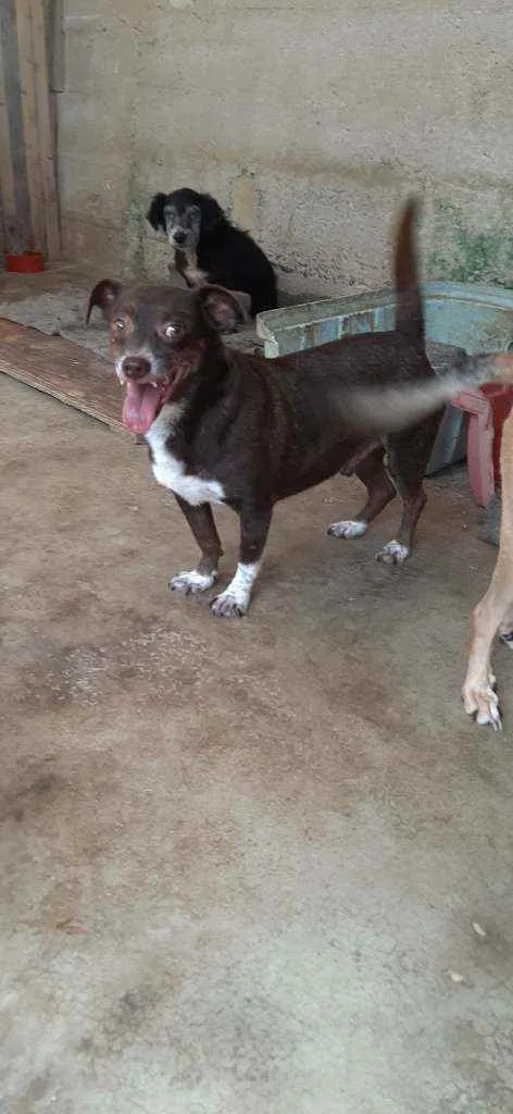 Cachorro raça Srd idade 4 anos nome Dudu