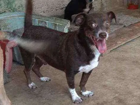 Cachorro raça Srd idade 4 anos nome Dudu