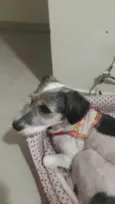 Cachorro raça Srd idade 1 ano nome Pink