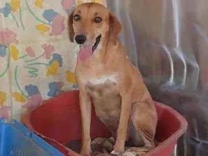 Cachorro raça SRD idade 2 anos nome Mariola 