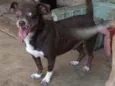 Dudu