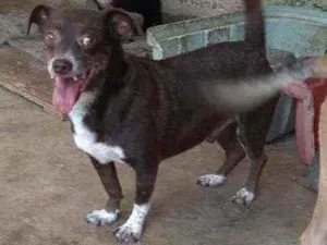 Cachorro raça Srd idade 4 anos nome Dudu