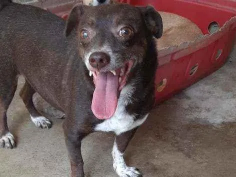 Cachorro raça Srd idade 4 anos nome Dudu
