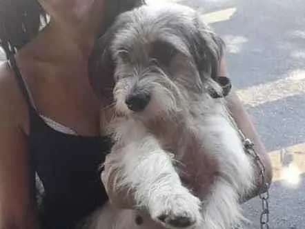 Cachorro raça Srd idade 1 ano nome Pink