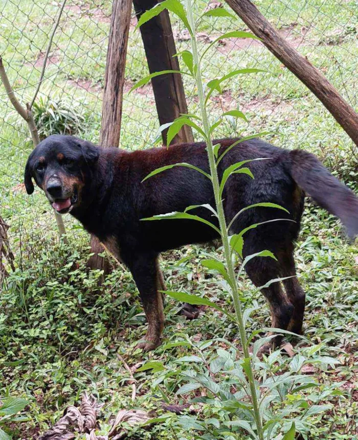 Cachorro ra a Srd idade 6 ou mais anos nome Pequeno