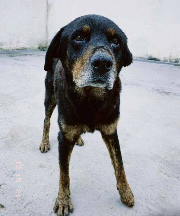 Cachorro ra a Srd idade 6 ou mais anos nome Pequeno