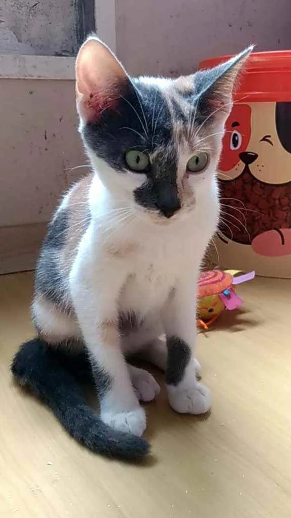 Gato ra a Srd idade 2 a 6 meses nome Flor