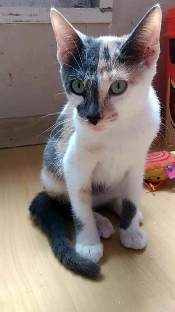 Gato ra a Srd idade 2 a 6 meses nome Flor
