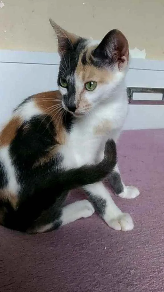 Gato ra a Srd idade 2 a 6 meses nome Flor