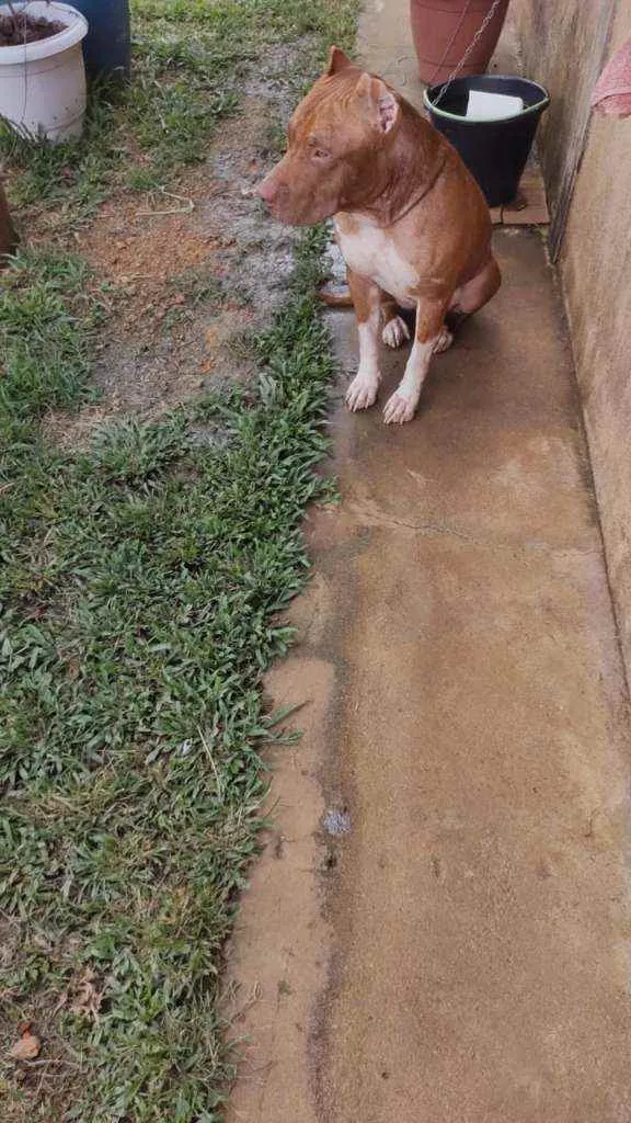 Cachorro raça Pity Bull idade 1 ano nome Bradook