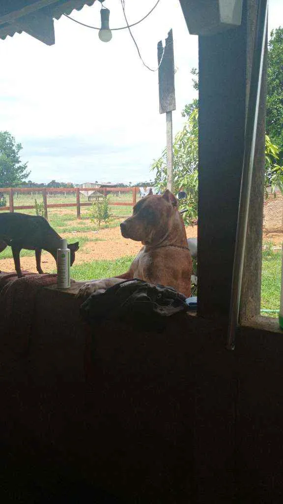 Cachorro raça Pity Bull idade 1 ano nome Bradook