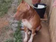 Bradook