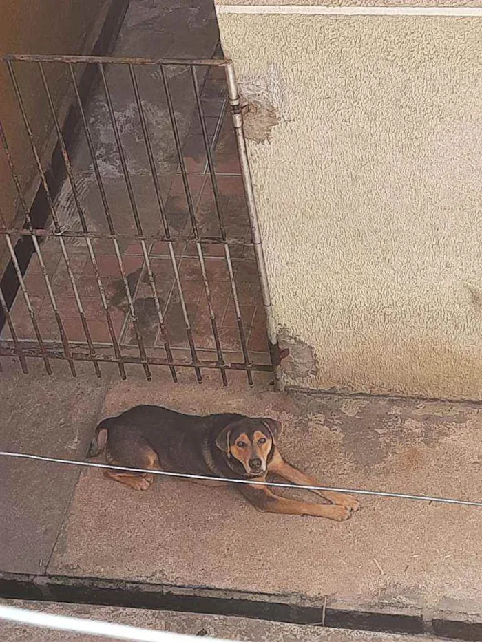 Cachorro ra a Não sei idade 5 anos nome Luk