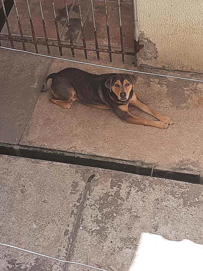 Cachorro ra a Não sei idade 5 anos nome Luk