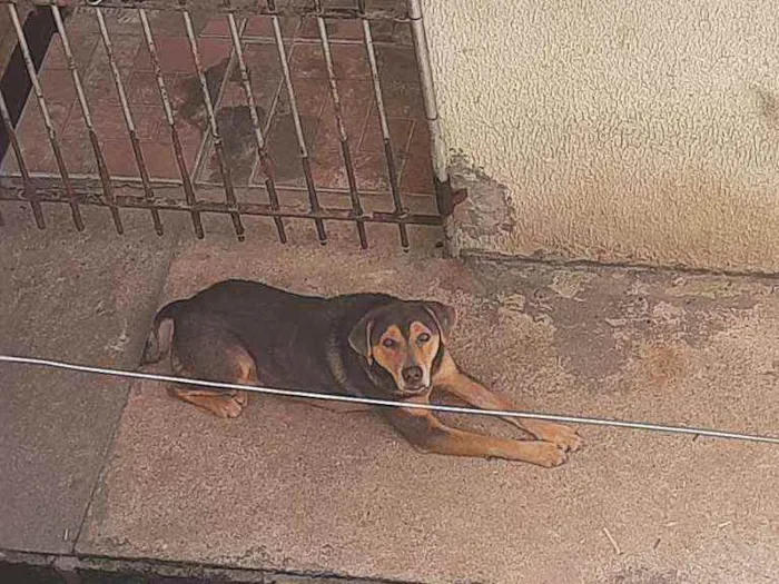 Cachorro ra a Não sei idade 5 anos nome Luk