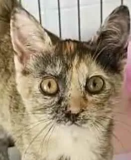 Gato raça Srd idade 2 a 6 meses nome Duda