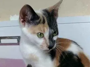Gato raça Srd idade 2 a 6 meses nome Flor