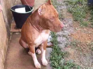 Cachorro raça Pity Bull idade 1 ano nome Bradook