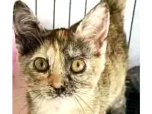 Gato raça Srd idade 2 a 6 meses nome Duda