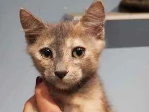 Gato raça Srd idade 2 a 6 meses nome Suzy