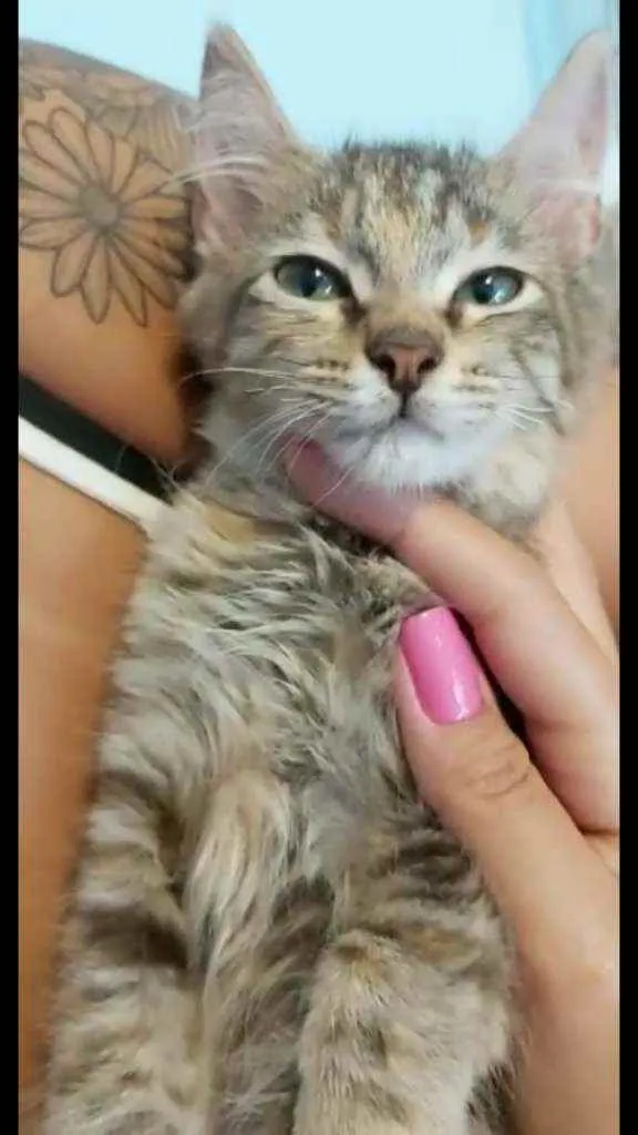 Gato ra a Srd idade 2 a 6 meses nome Siindy