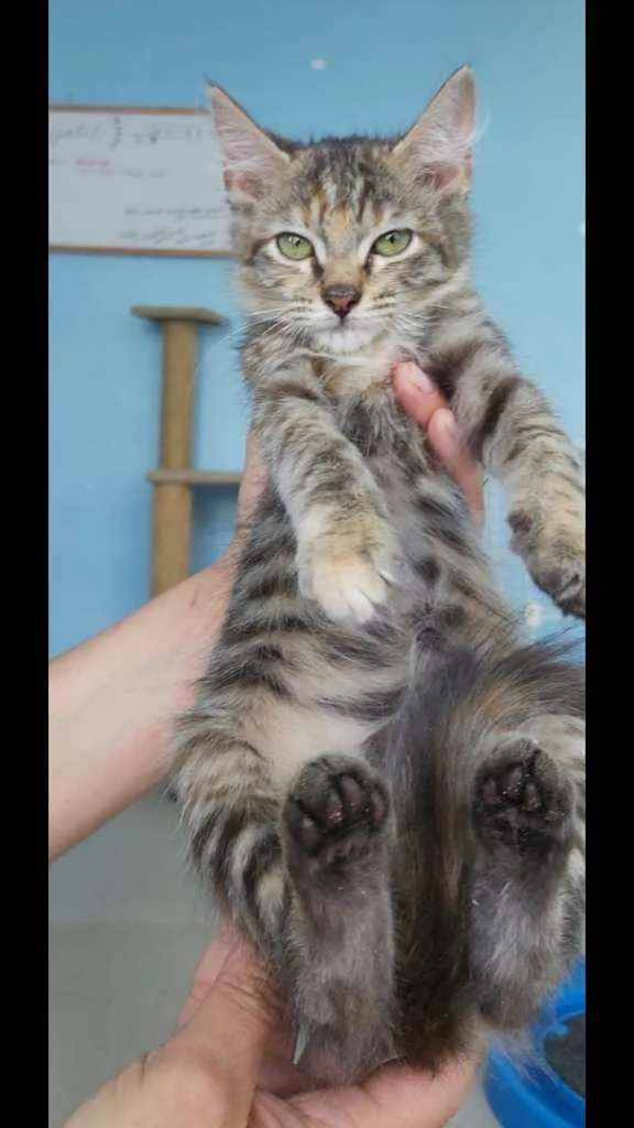 Gato ra a Srd idade 2 a 6 meses nome Siindy