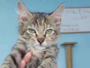Gato raça Srd idade 2 a 6 meses nome Siindy