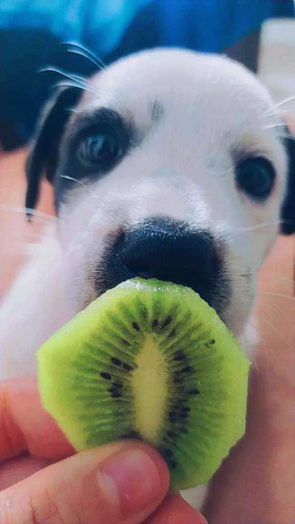 Cachorro ra a não definida idade 2 a 6 meses nome Oliver 