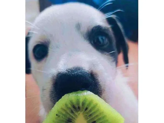 Cachorro ra a não definida idade 2 a 6 meses nome Oliver 