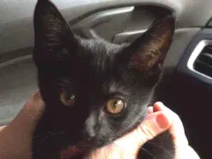 Gato raça Sem raça definida idade 2 a 6 meses nome Pretinha