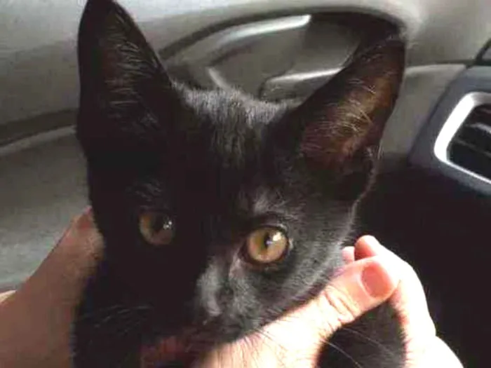 Gato ra a Sem raça definida idade 2 a 6 meses nome Pretinha