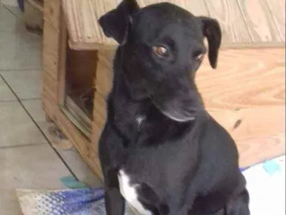 Cachorro raça Vira lata idade 6 ou mais anos nome Catrina