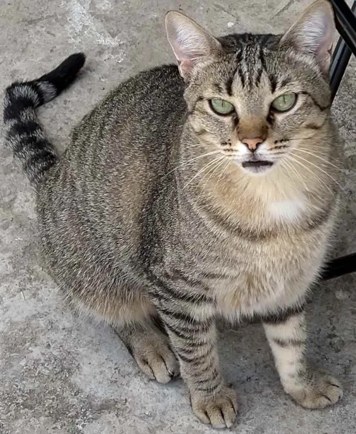 Gato ra a Indefinida idade 2 anos nome Betânia