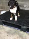 Mocinho