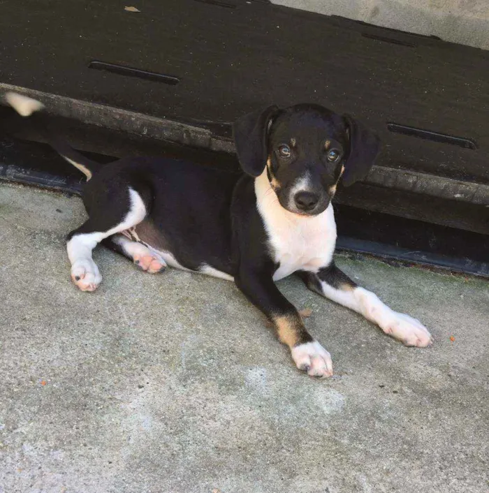 Cachorro ra a SRD-ViraLata idade 2 a 6 meses nome Mocinho