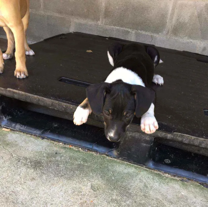 Cachorro ra a SRD-ViraLata idade 2 a 6 meses nome Mocinho