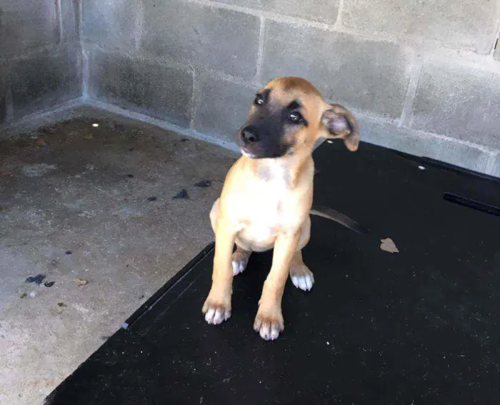 Cachorro ra a SRD idade 2 a 6 meses nome Menina