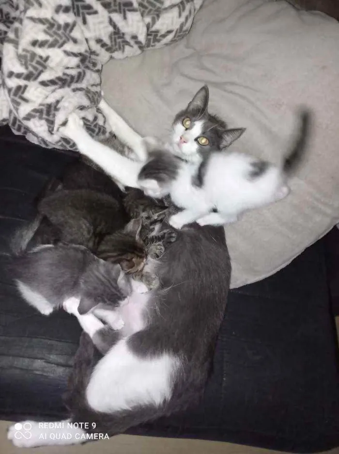 Gato ra a  idade Abaixo de 2 meses nome Mel. Nina. Indiana j