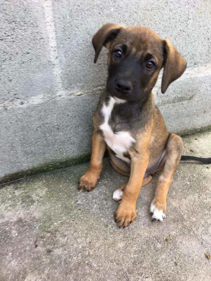 Cachorro ra a SRD idade 2 a 6 meses nome Menino