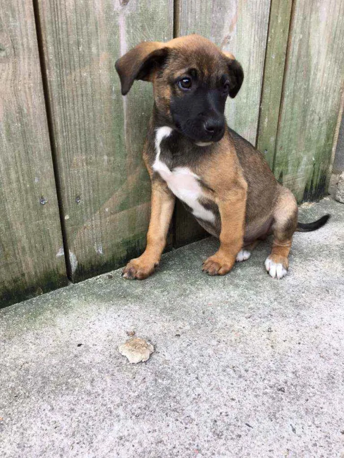 Cachorro ra a SRD idade 2 a 6 meses nome Menino