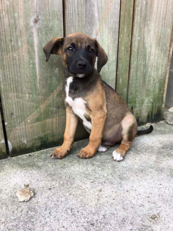 Cachorro ra a SRD idade 2 a 6 meses nome Menino